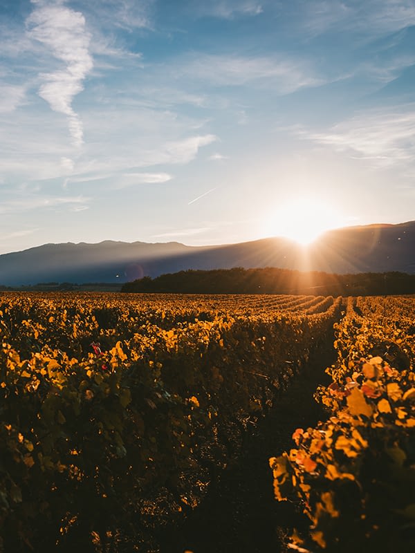 Sun setting behind the mountains and covering the vineyard with the light Ecoturismo